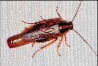 Pest control Aberdeen Aberkil 372354 Image 0